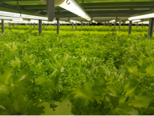 LED照明による植物工場